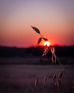 dsc 5985 avec accentuation bruit