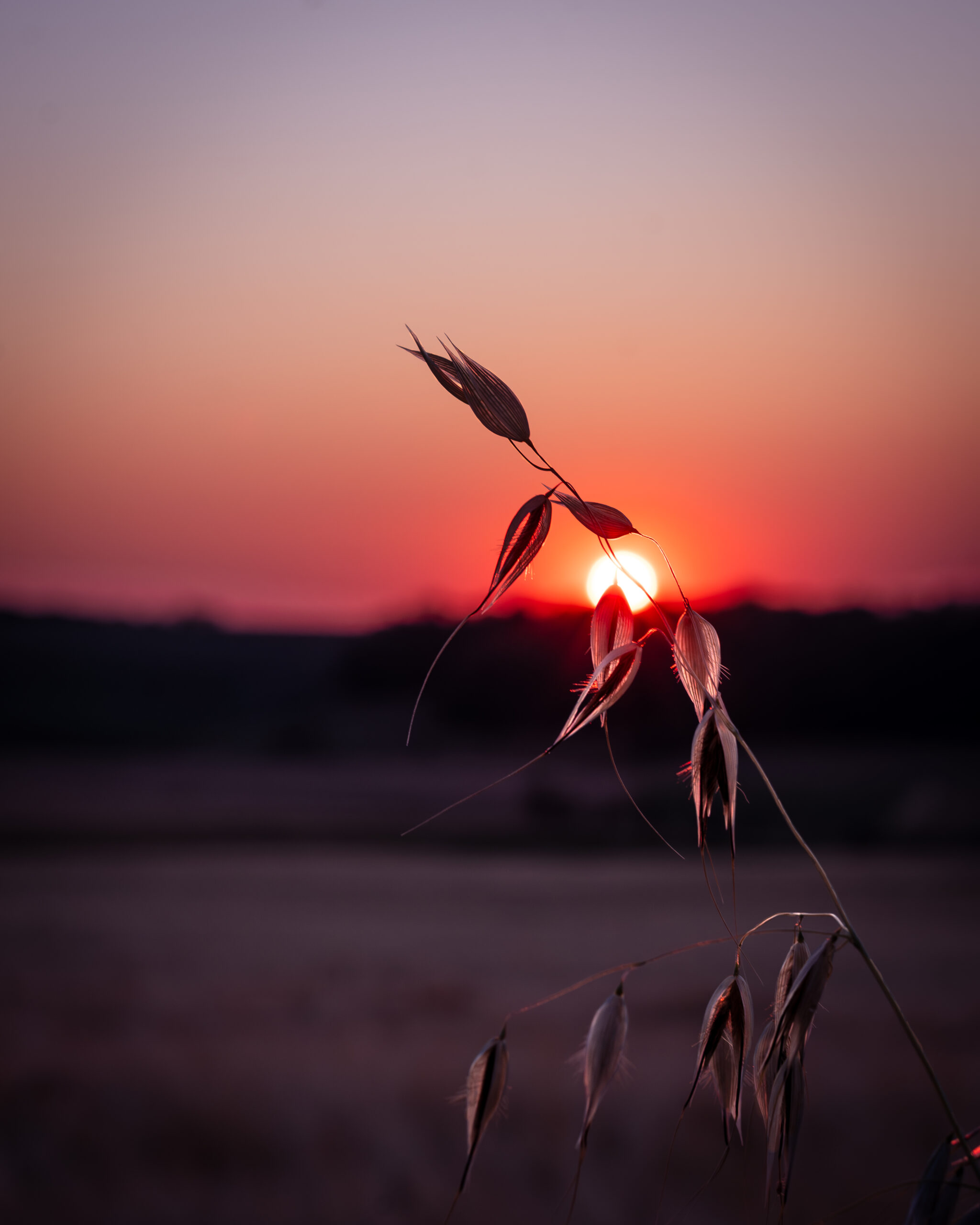 dsc 5985 avec accentuation bruit