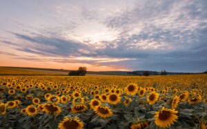 dsc 6083 avec accentuation bruit